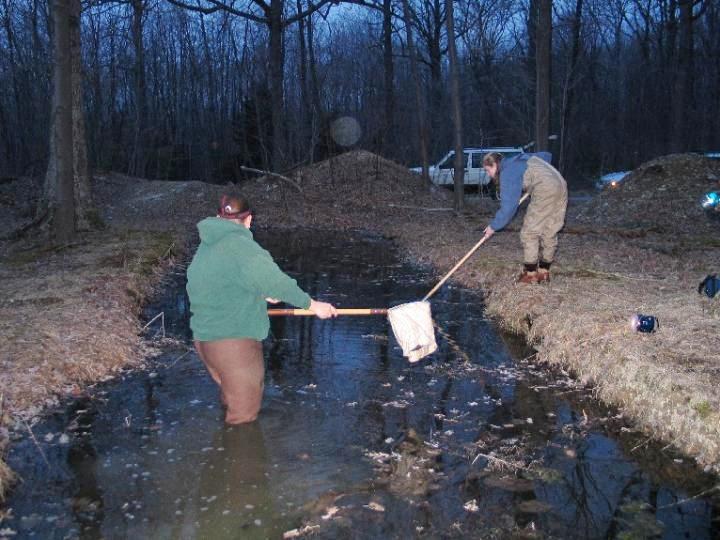 Ditches created along roadsides can hold water long enough to attract breeding amphibian. These habitats may become 'population sinks' if they dry too quickly and leave developing amphibian larvae stranded. Credit: Karl Kleiner